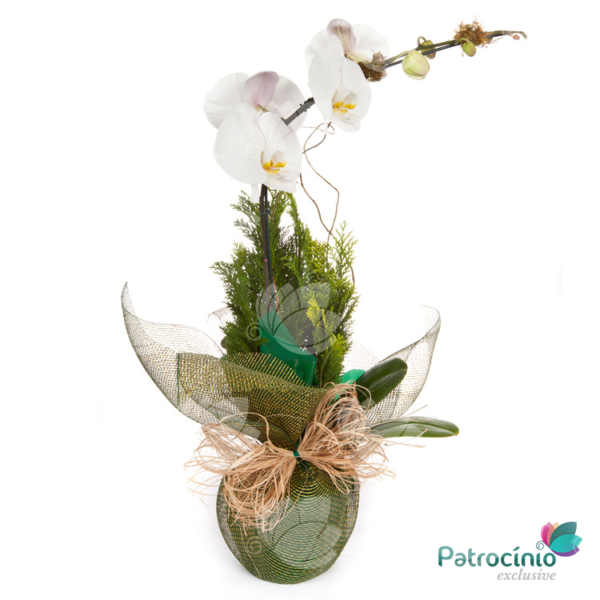 Orquideas Premium em Tela Especial