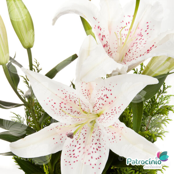 vaso-de-lirios-especiais-plantados-flor-aberta-branca